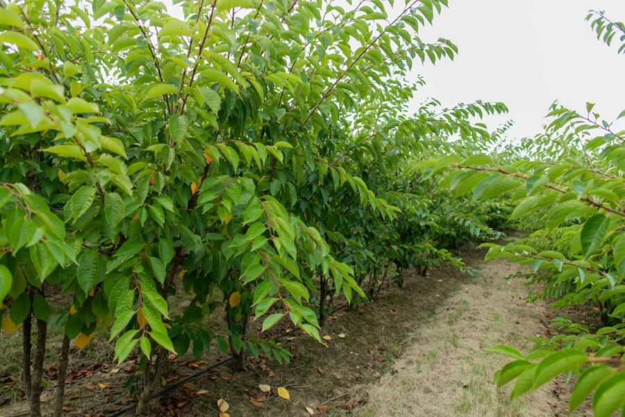 Tokiokirsche Prunus yedoensis Mehrstämmig 350-400 T Prunus yedoensis Mehrstämmig 350-400