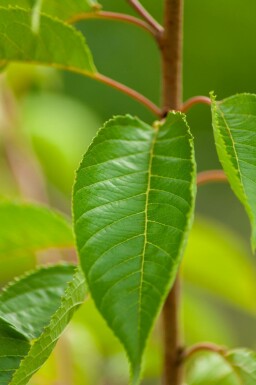 Tokiokirsche Prunus yedoensis Mehrstämmig 350-400 T Prunus yedoensis Mehrstämmig 350-400
