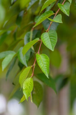Tokiokirsche Prunus yedoensis Dachform Prunus yedoensis Dachform