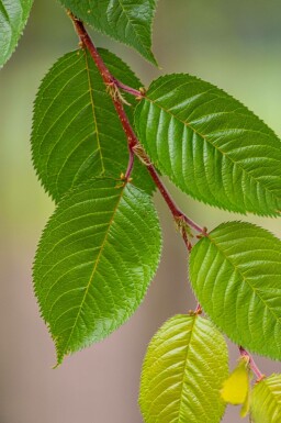 Tokiokirsche Prunus yedoensis Dachform Prunus yedoensis Dachform