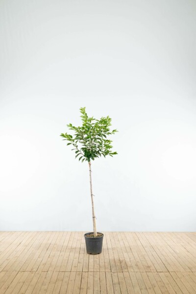 Tokiokirsche Prunus yedoensis Halbstamm Stammhöhe 120 T Prunus yedoensis Halbstamm 120cm Stamm