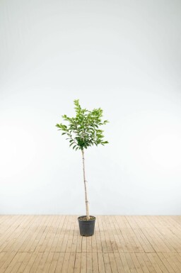 Tokiokirsche Prunus yedoensis Halbstamm Prunus yedoensis Halbstamm