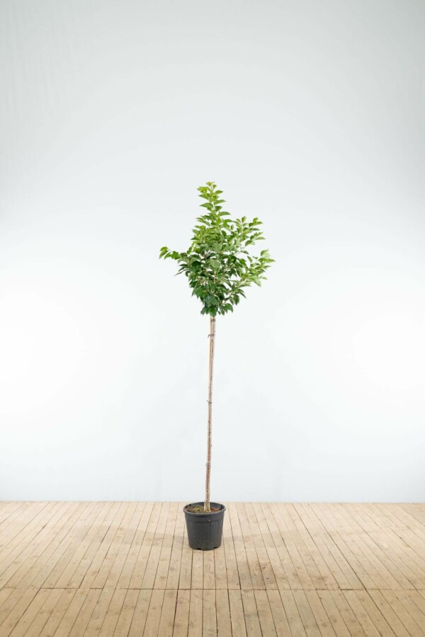 Tokiokirsche Prunus yedoensis Halbstamm Stammhöhe 120 T Prunus yedoensis Halbstamm 120cm Stamm