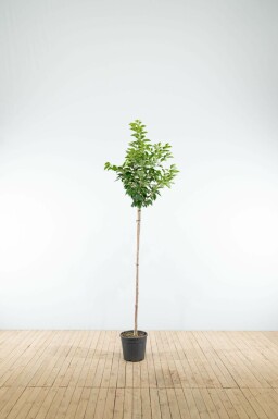 Tokiokirsche Prunus yedoensis Halbstamm Prunus yedoensis Halbstamm