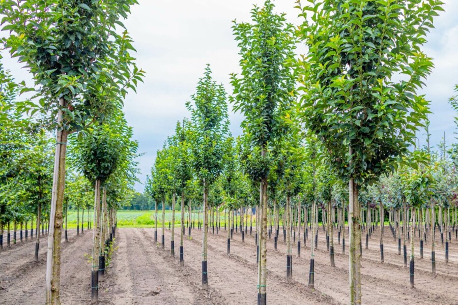 Zierkirsche Prunus 'Umineko' Hochstamm Stammumfang 16-18 T Prunus 'Umineko' Hochstamm 16/18