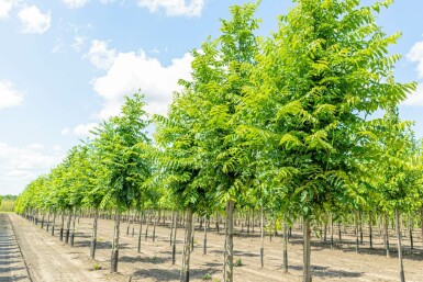 Kaukasische FlĂŒgelnuss Pterocarya fraxinifolia Hochstamm Pterocarya fraxinifolia Hochstamm