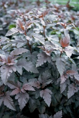 Dunkelrote Blasenspiere Physocarpus opulifolius 'Diabolo' Strauch 30-40 Topf 3 ltr. (C3)