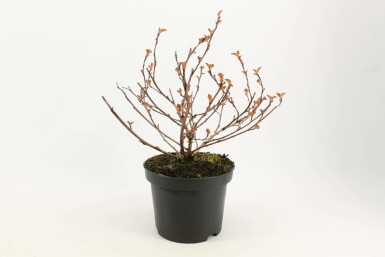 Dunkelrote Blasenspiere Physocarpus opulifolius 'Diabolo' Strauch 30-40 Topf 3 ltr. (C3) Physocarpus opulifolius 'Diabolo' Strauch 30-40 cm