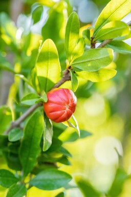 Granatapfelbaum Punica granatum Punica granatum