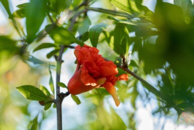 Granatapfelbaum Punica granatum Punica granatum