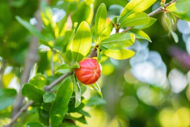 Granatapfelbaum Punica granatum Mehrstämmig Punica granatum Mehrstämmig