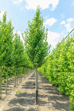 Chinesische Birne Pyrus calleryana 'Chanticleer' Pyrus calleryana 'Chanticleer'