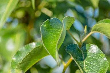 Chinesische Birne Pyrus calleryana 'Chanticleer' Pyrus calleryana 'Chanticleer'