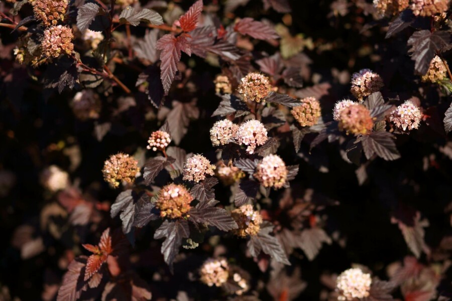 Blasenspiere Physocarpus opulifolius 'Lady in Red' Strauch 30-40 Topf 3 ltr. (C3) Physocarpus opulifolius 'Lady in Red' Strauch 30-40 cm