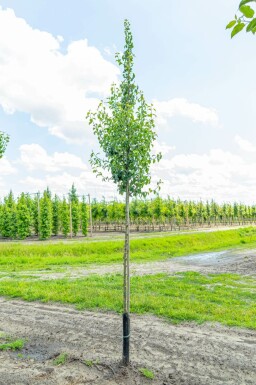 Gartenbirnbaum Pyrus communis 'Conference' Pyrus communis 'Conference'