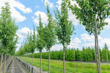Gartenbirnbaum Pyrus communis 'Conference' Hochstamm Pyrus communis 'Conference' Hochstamm
