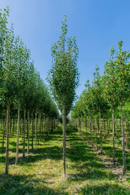 Holzbirne Pyrus communis subsp. caucasica Pyrus communis subsp. caucasica