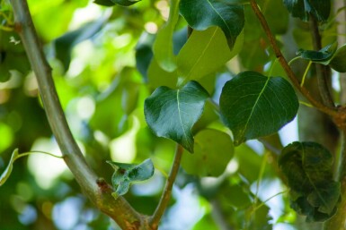 Holzbirne Pyrus communis subsp. caucasica Pyrus communis subsp. caucasica