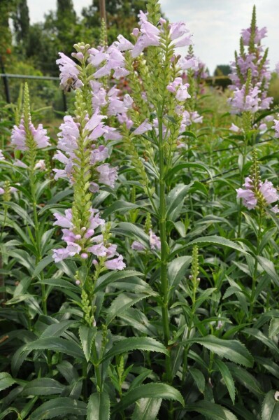 Garten-Gelenkblume Physostegia virginiana 'Bouquet Rose' 5-10 Topf 9x9 cm (P9) Physostegia virginiana 'Bouquet Rose'