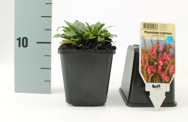 Garten-Gelenkblume Physostegia virginiana 'Bouquet Rose' 5-10 Topf 9x9 cm (P9) Physostegia virginiana 'Bouquet Rose'