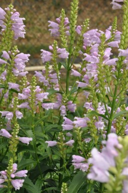 Garten-Gelenkblume Physostegia virginiana 'Bouquet Rose' 5-10 Topf 9x9 cm (P9) Physostegia virginiana 'Bouquet Rose'