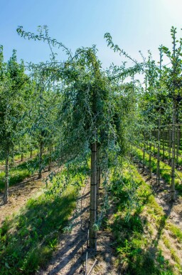Weidenblättrige Birne Pyrus salicifolia Pyrus salicifolia