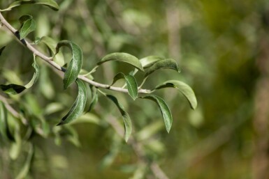 Weidenblättrige Birne Pyrus salicifolia Pyrus salicifolia