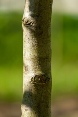 Weidenblättrige Birne Pyrus salicifolia Hochstamm Stammumfang 12-14 T Pyrus salicifolia Hochstamm 12/14