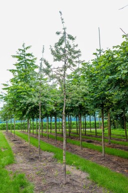Weidenblättrige Birne Pyrus salicifolia 'Pendula' Pyrus salicifolia 'Pendula'