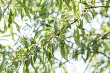 Weidenblättrige Birne Pyrus salicifolia 'Pendula' Pyrus salicifolia 'Pendula'