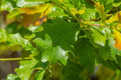 Weidenblättrige Birne Quercus bicolor Quercus bicolor