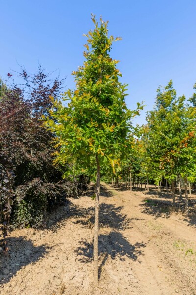 Weidenblättrige Birne Quercus bicolor Hochstamm Stammumfang 16-18 T Quercus bicolor Hochstamm 16/18