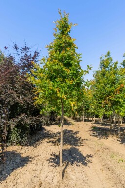 WeidenblÀttrige Birne Quercus bicolor Hochstamm Quercus bicolor Hochstamm
