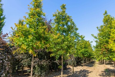 WeidenblÀttrige Birne Quercus bicolor Hochstamm Quercus bicolor Hochstamm