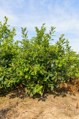 Weidenblättrige Birne Quercus bicolor Mehrstämmig Quercus bicolor Mehrstämmig