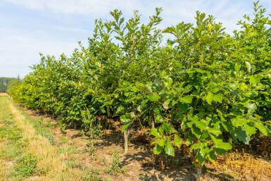 Weidenblättrige Birne Quercus bicolor Mehrstämmig Quercus bicolor Mehrstämmig