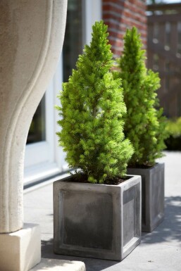Zuckerhut-Fichte Picea glauca 'Conica Perfecta' Strauch 20-30 Topf 2 ltr. (C2) Picea glauca 'Conica Perfecta' Strauch 20-30 cm