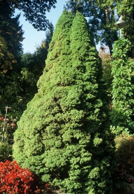 Zuckerhut-Fichte Picea glauca 'Conica Perfecta' Strauch 20-30 Topf 2 ltr. (C2)
