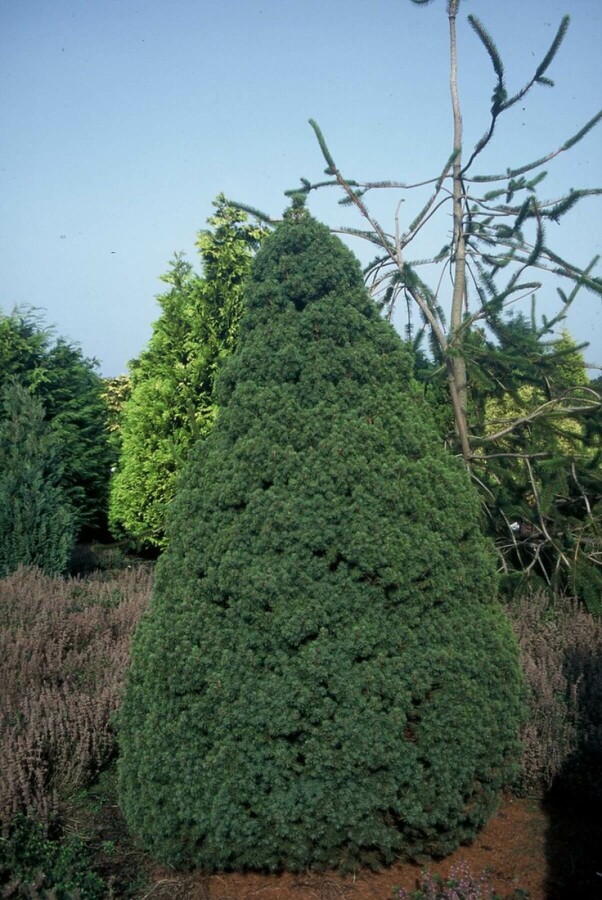 Zuckerhut-Fichte Picea glauca 'Conica Perfecta' Strauch 20-30 Topf 2 ltr. (C2) Picea glauca 'Conica Perfecta' Strauch 20-30 cm