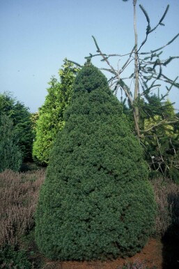 Zuckerhut-Fichte Picea glauca 'Conica Perfecta' Strauch 20-30 Topf 2 ltr. (C2) Picea glauca 'Conica Perfecta' Strauch 20-30 cm