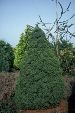 Zuckerhut-Fichte Picea glauca 'Conica Perfecta' Strauch 20-30 Topf 2 ltr. (C2)
