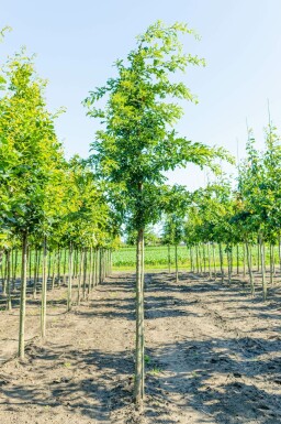 Zweifarbige-Eiche Quercus cerris Quercus cerris