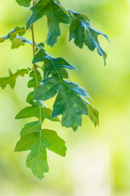 Zweifarbige-Eiche Quercus cerris Quercus cerris