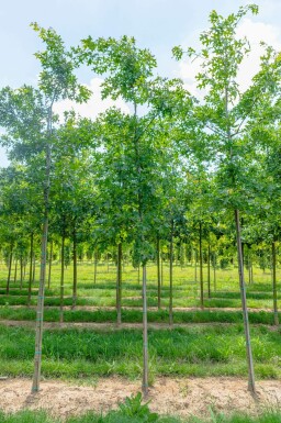Scharlach-Eiche Quercus coccinea Quercus coccinea