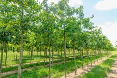 Scharlach-Eiche Quercus coccinea Hochstamm Stammumfang 18-20 T Quercus coccinea Hochstamm 18/20