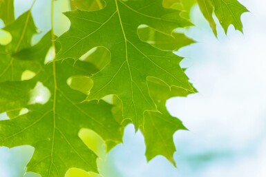 Scharlach-Eiche Quercus coccinea Hochstamm Stammumfang 18-20 T Quercus coccinea Hochstamm 18/20