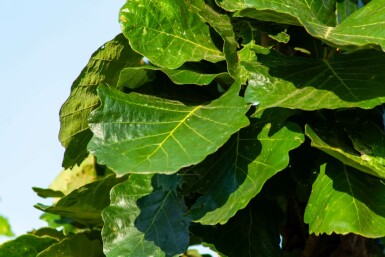 Japanische Kaiser-Eiche Quercus dentata Quercus dentata