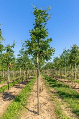Ungarische Eiche Quercus frainetto Quercus frainetto