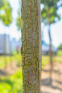 Ungarische Eiche Quercus frainetto Hochstamm Stammumfang 14-16 T Quercus frainetto Hochstamm 14/16