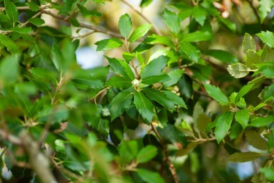 Stein-Eiche Quercus ilex Quercus ilex